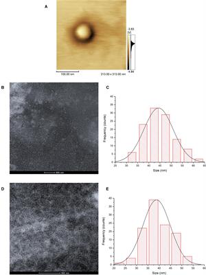 Hybrid Nanoparticles as an Efficient Porphyrin Delivery System for Cancer Cells to Enhance Photodynamic Therapy